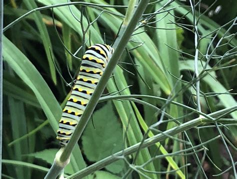 Caterpillars In My Herb Garden | Fasci Garden