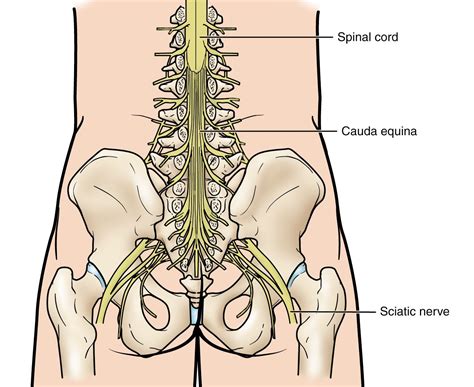 Human Body Back Nerves