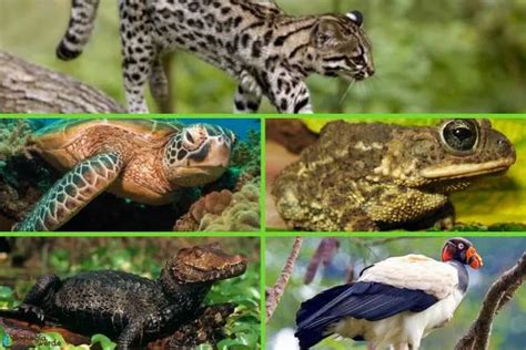 20 ENDANGERED ANIMALS in EL SALVADOR - List of names and more!