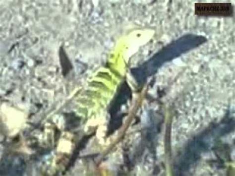 ANIMALES EN UN MONTE DE SINALOA - YouTube