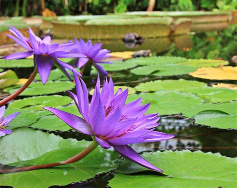 water lilies, nuphar, aquatic plant, flowers, pond, nature, bloom ...