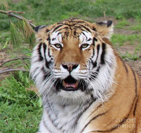 Siberian Tiger Roar Photograph by Art Kurgin