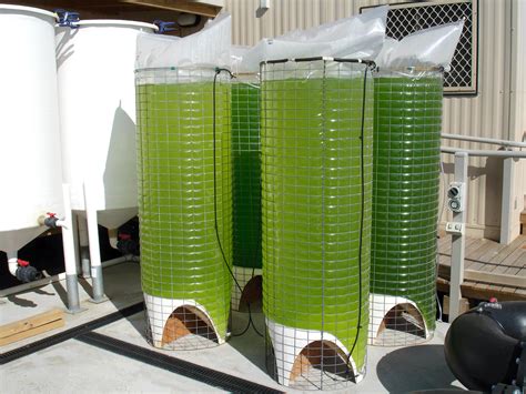 Algae Bioreactors | Concept art world, Algae, Art world