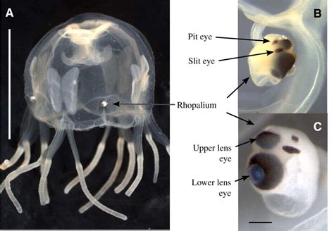 How many Eyes do Box Jellyfish have - How many Eyes does a Box Jellyfish have