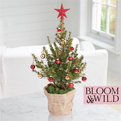 Bloom & Wild Real Mini Christmas Tree Red | Ocado