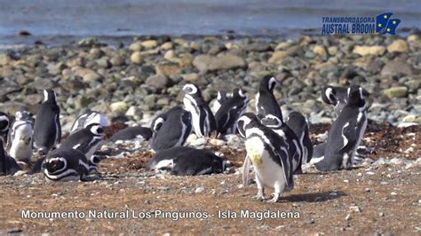 Monumento Natural Los Pingüinos isla Magdalena 2019 - YouTube