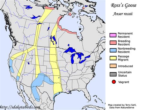 Ross's Goose - Species Range Map