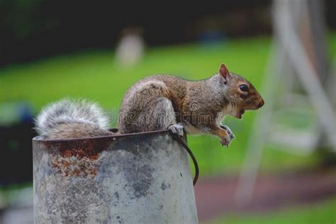 Screaming Squirrel stock photo. Image of bucket, squirrel - 55625720