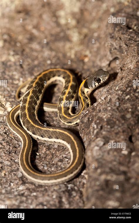 Black Necked Garter snake, Thamnophis cyrtopsis, Arizona, USA Stock Photo - Alamy