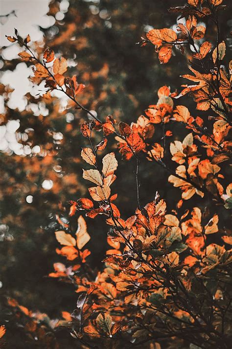 Autumn Aesthetic Phone Wallpapers - Wallpaper Cave