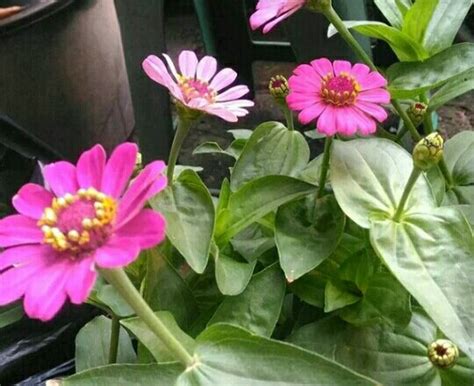 Jual tanaman hias bunga kertas zinnia - kembang kertas zinnia - tanaman zinnia anggun - tanaman ...