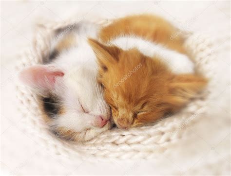 Two sleeping kittens — Stock Photo © azzzya #2322773