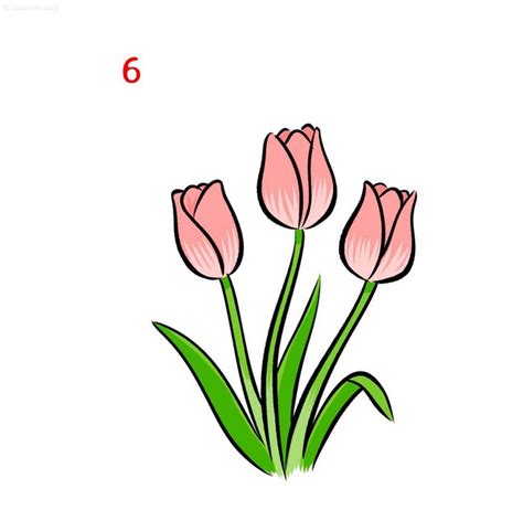 25 Tulip Drawing Ideas - How To Draw Tulip - DIYnCrafty