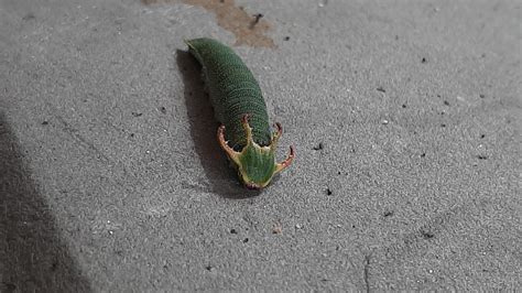 Dragon headed caterpillar : r/butterflyandmothfacts