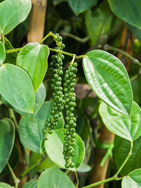 Lg. Real Black Pepper Plant (piper nigrum) – Urban Tropicals