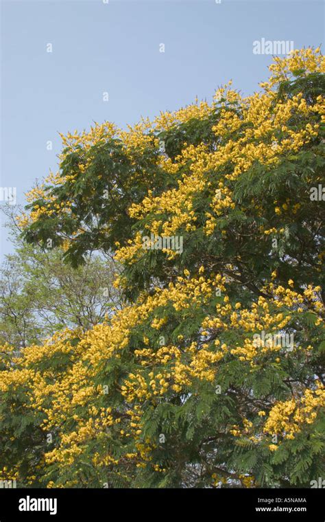 yellow poinciana tree Peltophorum pterocarpum Stock Photo - Alamy