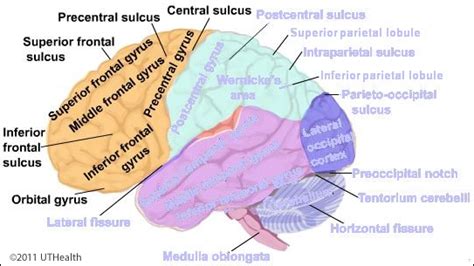 Neuroanatomy Online: Lab 1 - Overview of the Nervous System - Telencephalon - Central Lobes