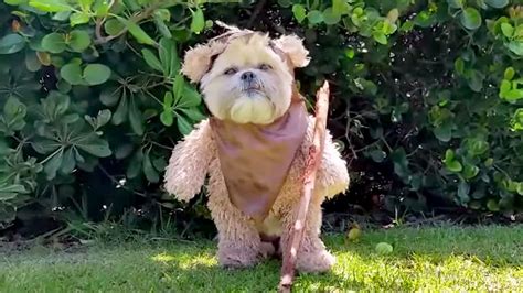 'Star Wars' fans: Munchkin the dog's cute Ewok impression is a must-see