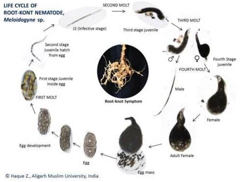 Life cycle of Root knot nematode (Dallavalle et al., 2005). | Download Scientific Diagram