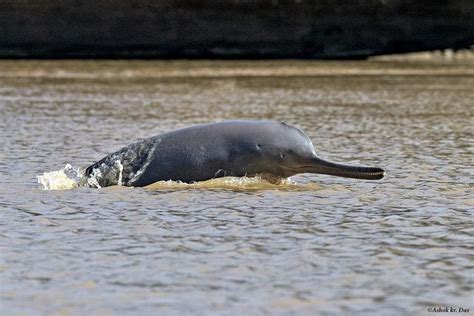 🔥 Ganges River Dolphin : r/NatureIsFuckingLit