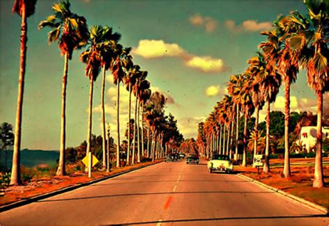 California Palm Trees Wallpaper - WallpaperSafari