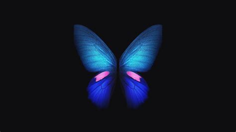 Butterfly 4K HD Wallpapers - Top Free Butterfly 4K HD Backgrounds - WallpaperAccess