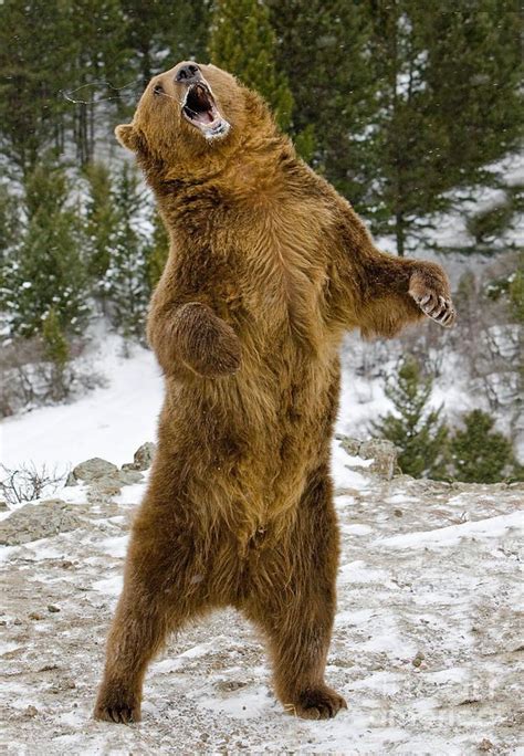 Angry Bear Standing