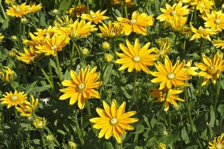 25 Rudbeckia hirta Stock Pictures, Editorial Images and Stock Photos ...