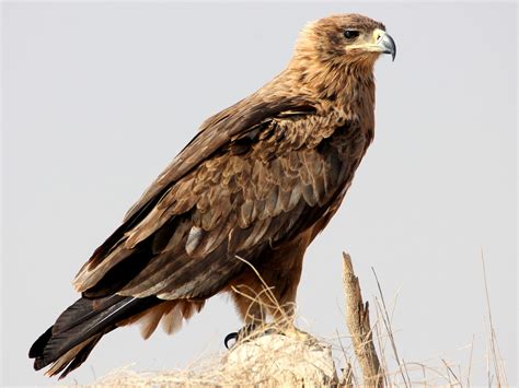 Tawny Eagle - eBird