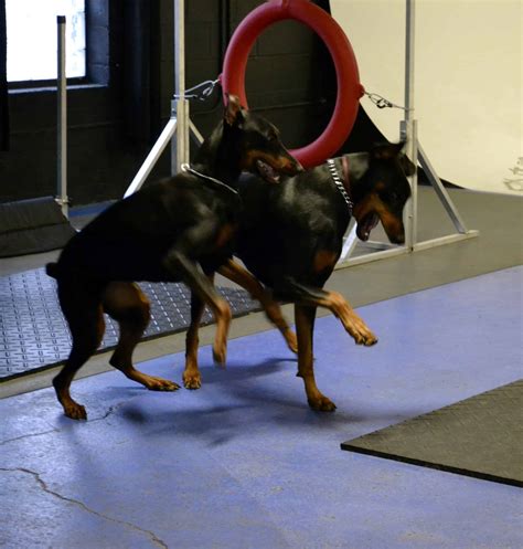 Doberman Pinscher | Michigan Dog Training