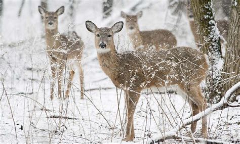 Whitetail Heaven: Hunting in Manitoba - North American Deer Hunter