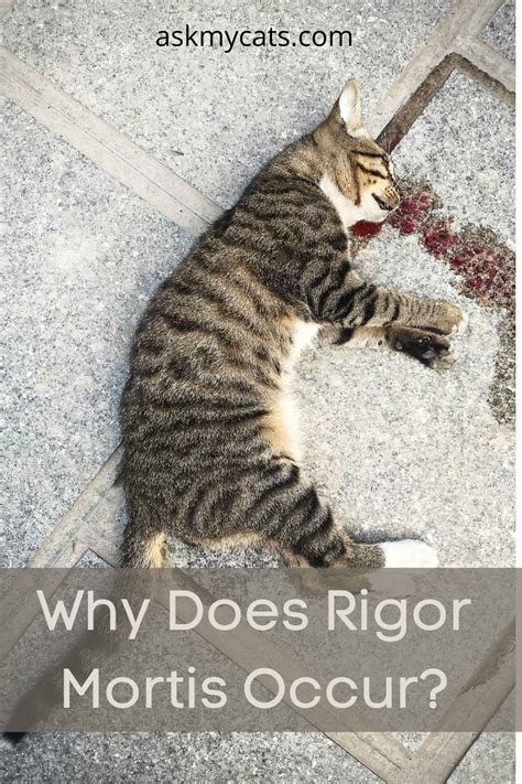 Rigor Mortis In Cats: Know Everything About It