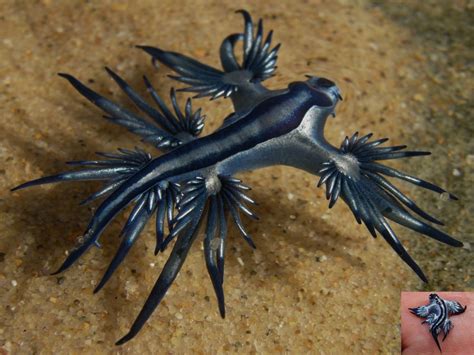 Image - Glaucus-atlanticus-sea-slug-like-blue-dragon-1152x864.jpg ...