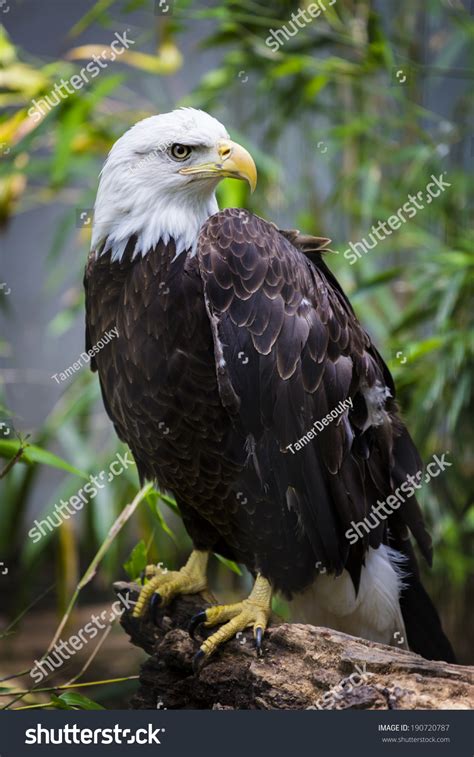 Bald Eagle In Bronx Zoo Stock Photo 190720787 : Shutterstock