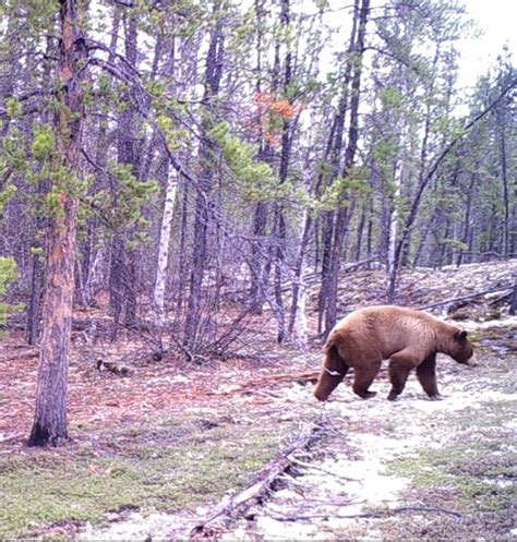 Gallery - Northern Wildlife - Go Fishing Canada