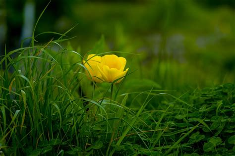 Yellow Flowering Green Plants · Free Stock Photo