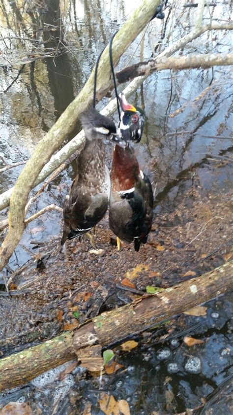 Pin by Travis Butler on Duck Season 2016-2017 | Duck season, Animals, Bird