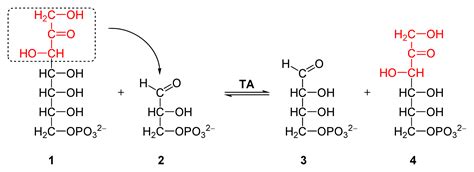 Difference Between Lyases and Transferases | Compare the Difference Between Similar Terms