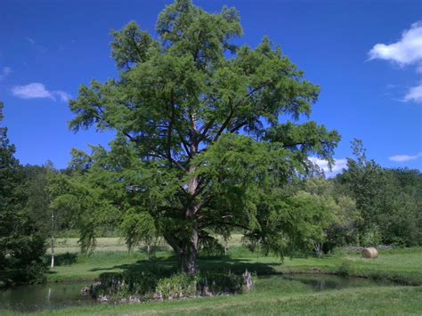 French property in Dordogne and the life of an estate agent in France: The most beautiful tree ...