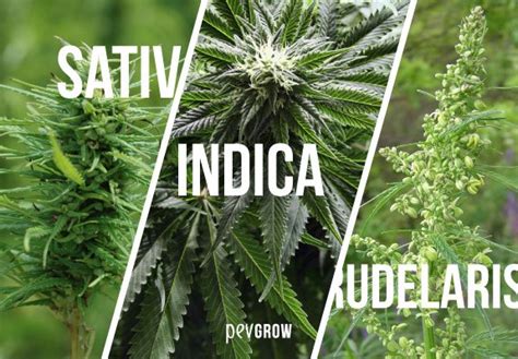 🥇 Types of marijuana plants ️ The definitive article!