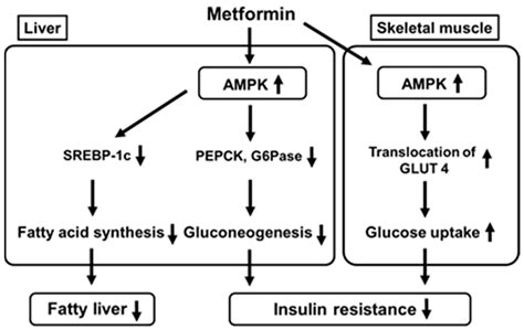 Mechanism Of Action Of Metformin