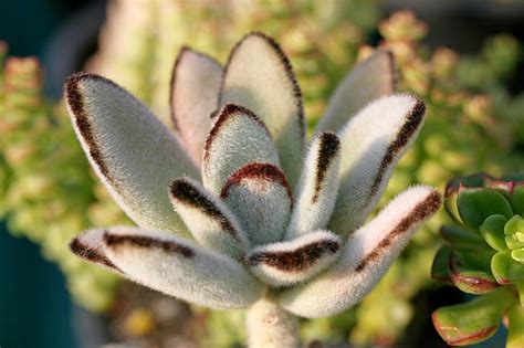 Panda Plant Care - How to Grow Kalanchoe Tomentosa Indoors