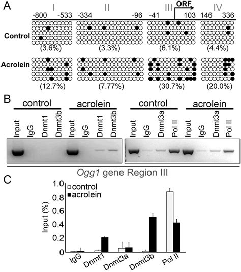 DNA methylation analysis of the Ogg1 gene. (A) Bisulfite sequencing was ...