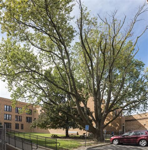 Jesse Owens Olympic Oak Tree Continues to take Root this Fall with New Documentary and Grafted ...