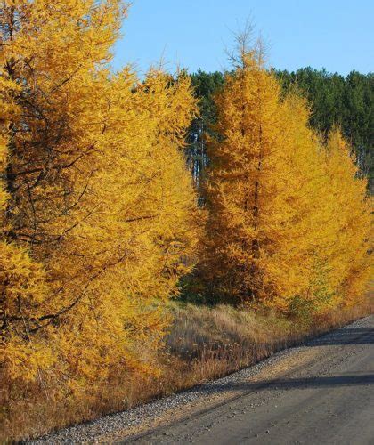 Tamarack | Glen Arboretum