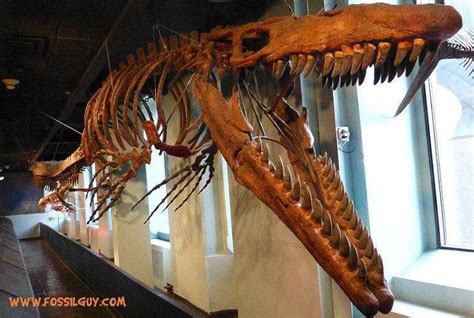 Fossilguy.com: Mosasaur Facts and Information - The Great Marine Reptiles of the Cretaceous