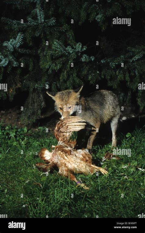 Fox eating chicken hi-res stock photography and images - Alamy