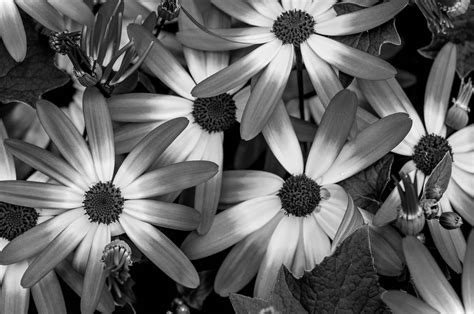 Beautiful Flowers Black And White Photo | Best Flower Site