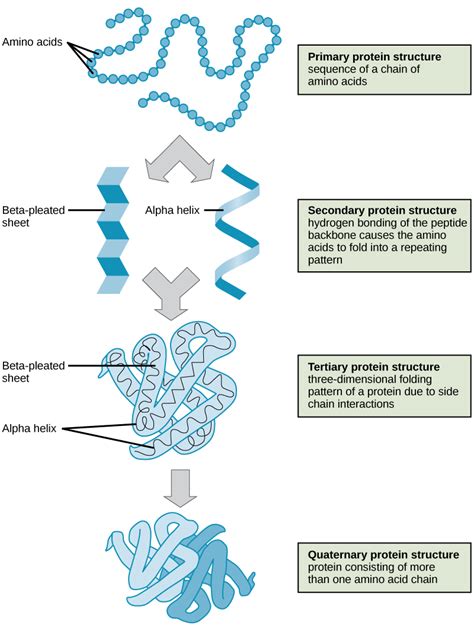 2.3 Biological Molecules – Concepts of Biology – H5P