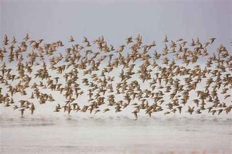 Shorebird Migration | Photos by Ron Niebrugge